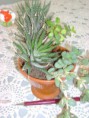 /album/galeria-de-fotos-mini-jardins-de-catos/imagem-de-2013-036-jpg/